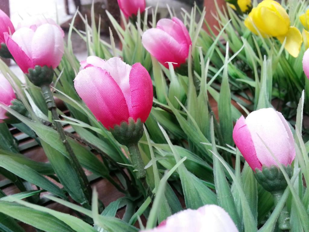 Pink Tulip Hotel ホーチミン市 エクステリア 写真